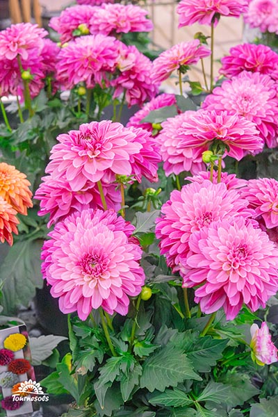 Nos pelargonium en jardinerie